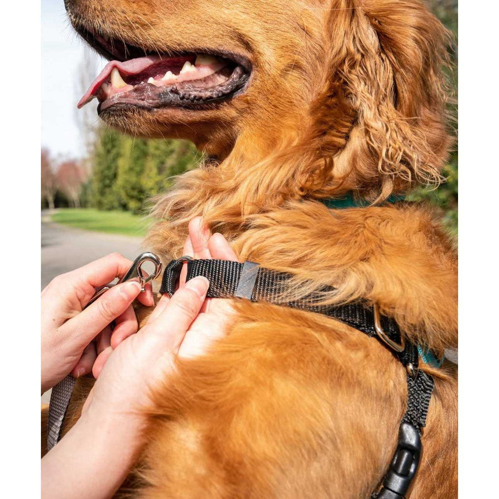 Body Halter Dog Harness I8719