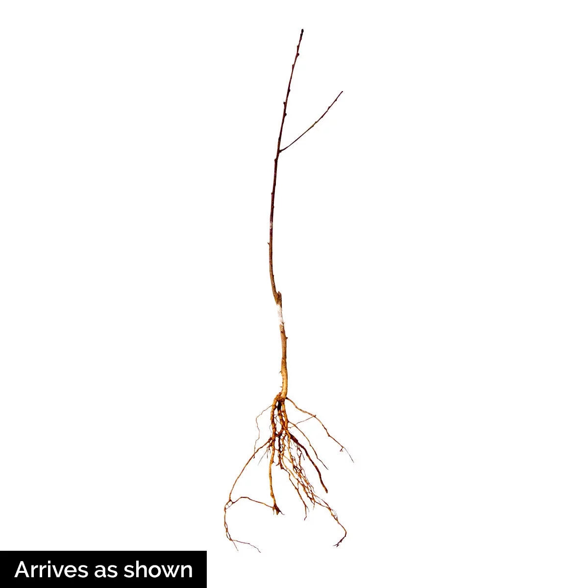 Peach Standard Dormant Bare Root Starter Fruit Tree V493