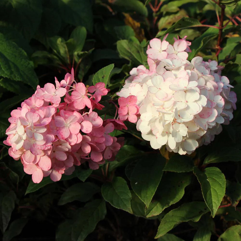 Vanilla Strawberry Hydrangea Tree O5395