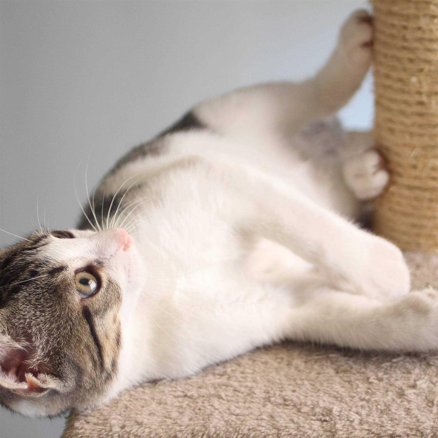 Cat Scratching Post with Toys X377055