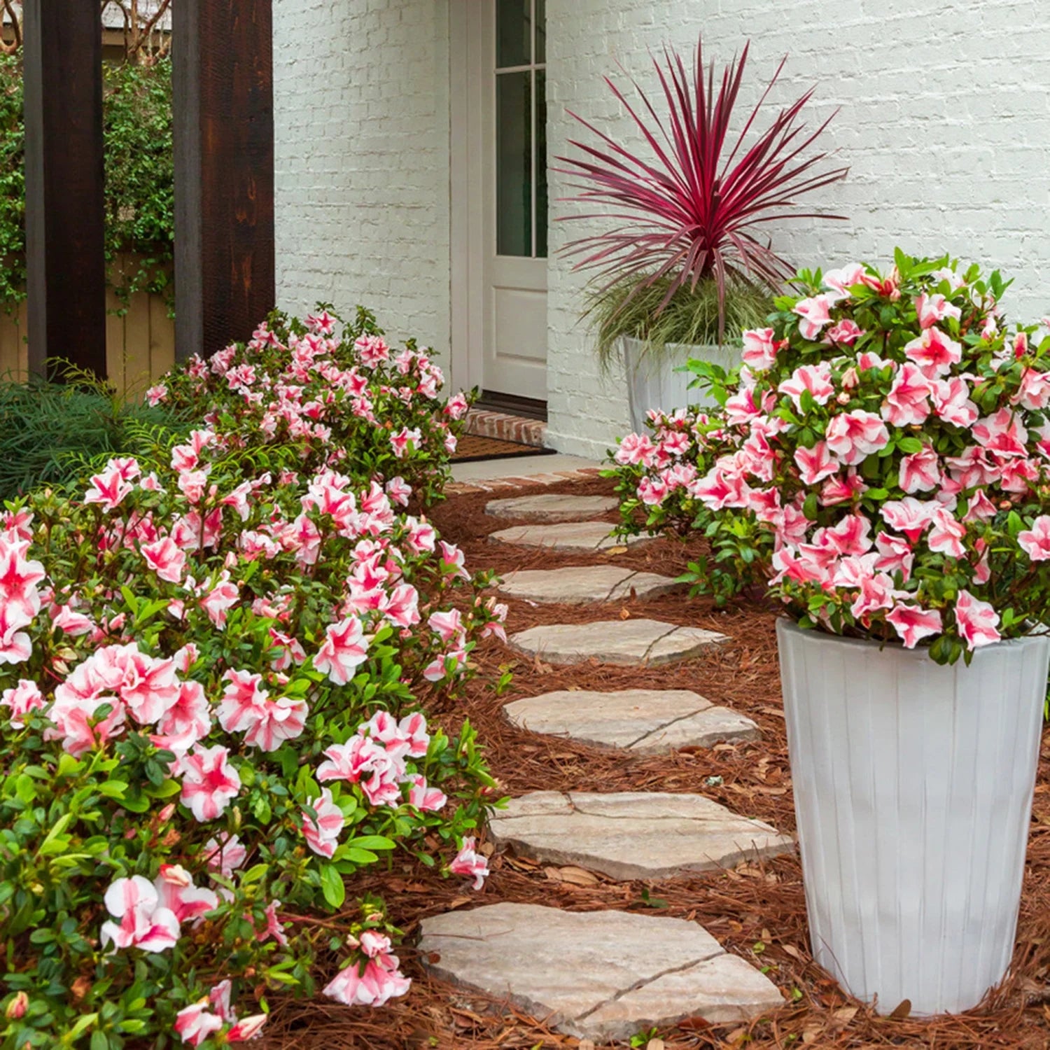 Autumn Starburst Azalea Shrub, White and Pink Blooms, Live Outdoor Plant C723885