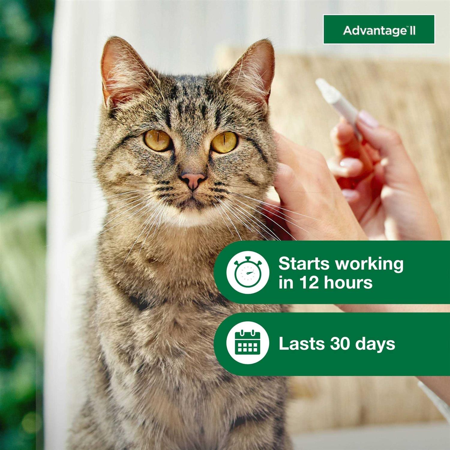 Flea Treatment for Cats B1365