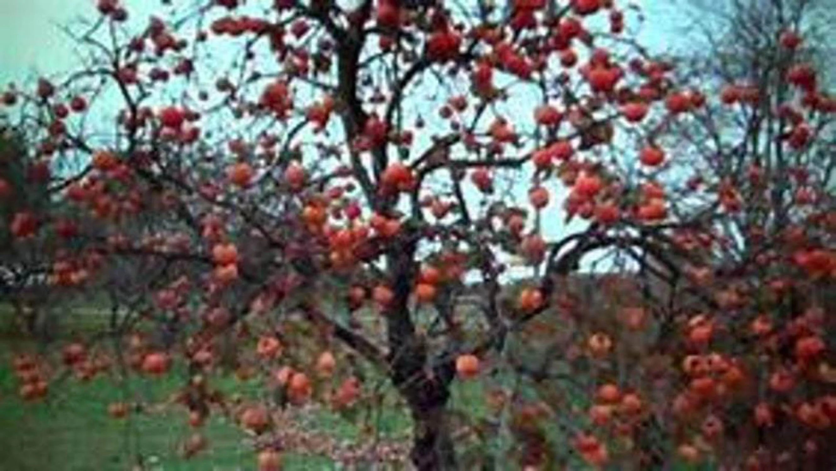 Persimmon Tree Seedling Q861
