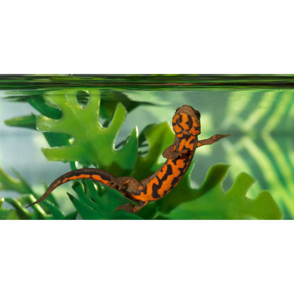 Paludarium Terrarium and Aquarium F4794