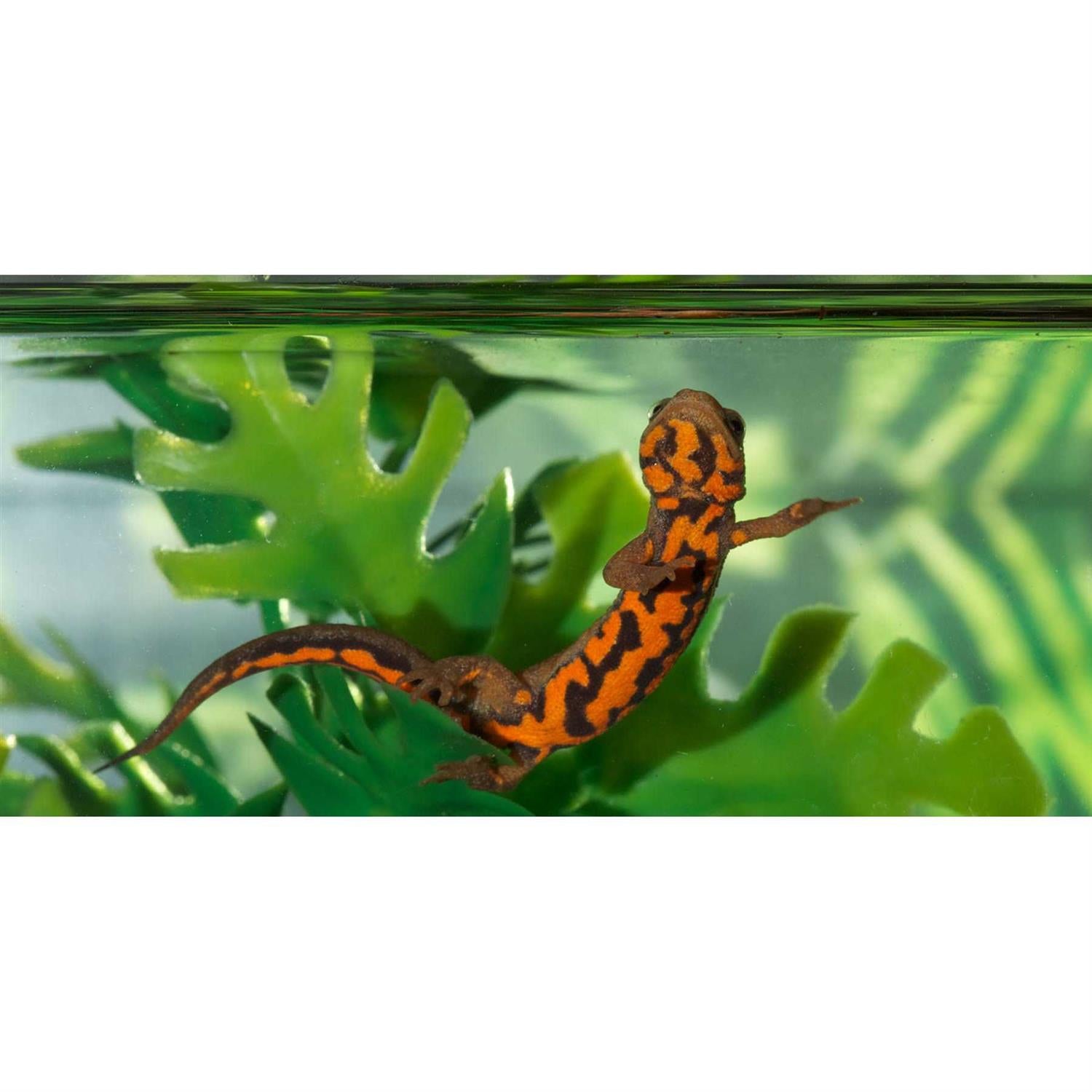 Paludarium Terrarium and Aquarium F4794