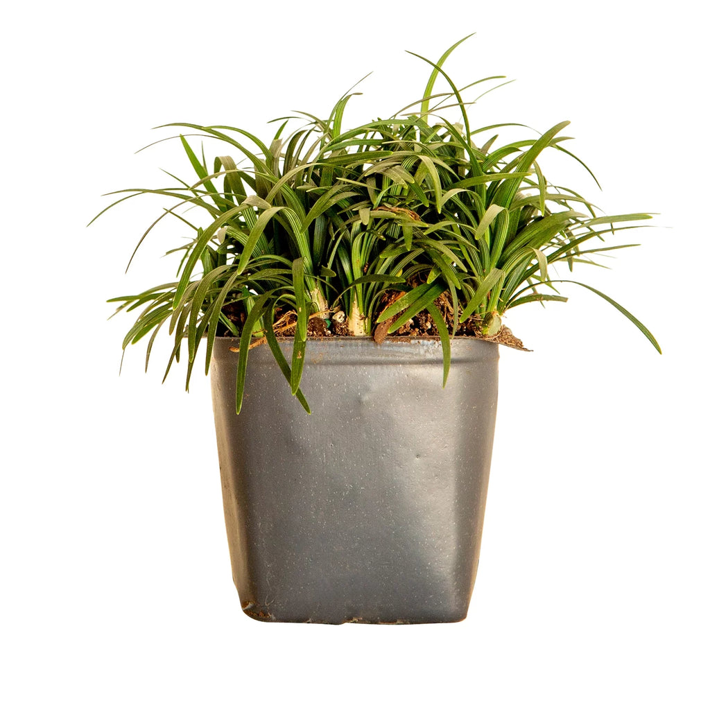 Dwarf Mondo Grass Live Outdoor Plant, 54 Pack, Evergreen Groundcover S686906