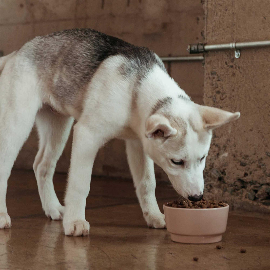 Salmon Sweet Potato Carrot Grain Free Dog Food D407115