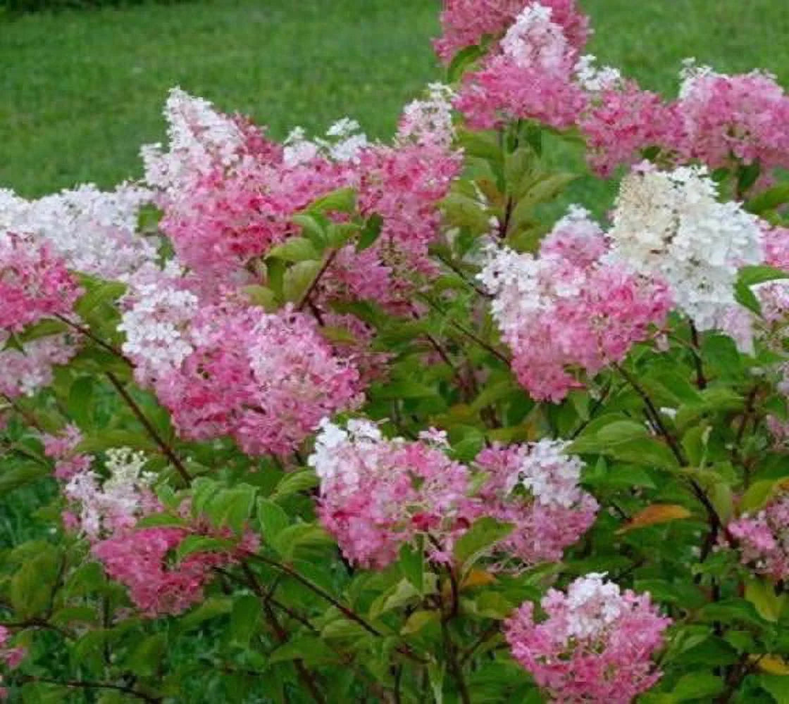 Vanilla Strawberry Panicle Hydrangea - Live Plant - Full Gallon Pot K639