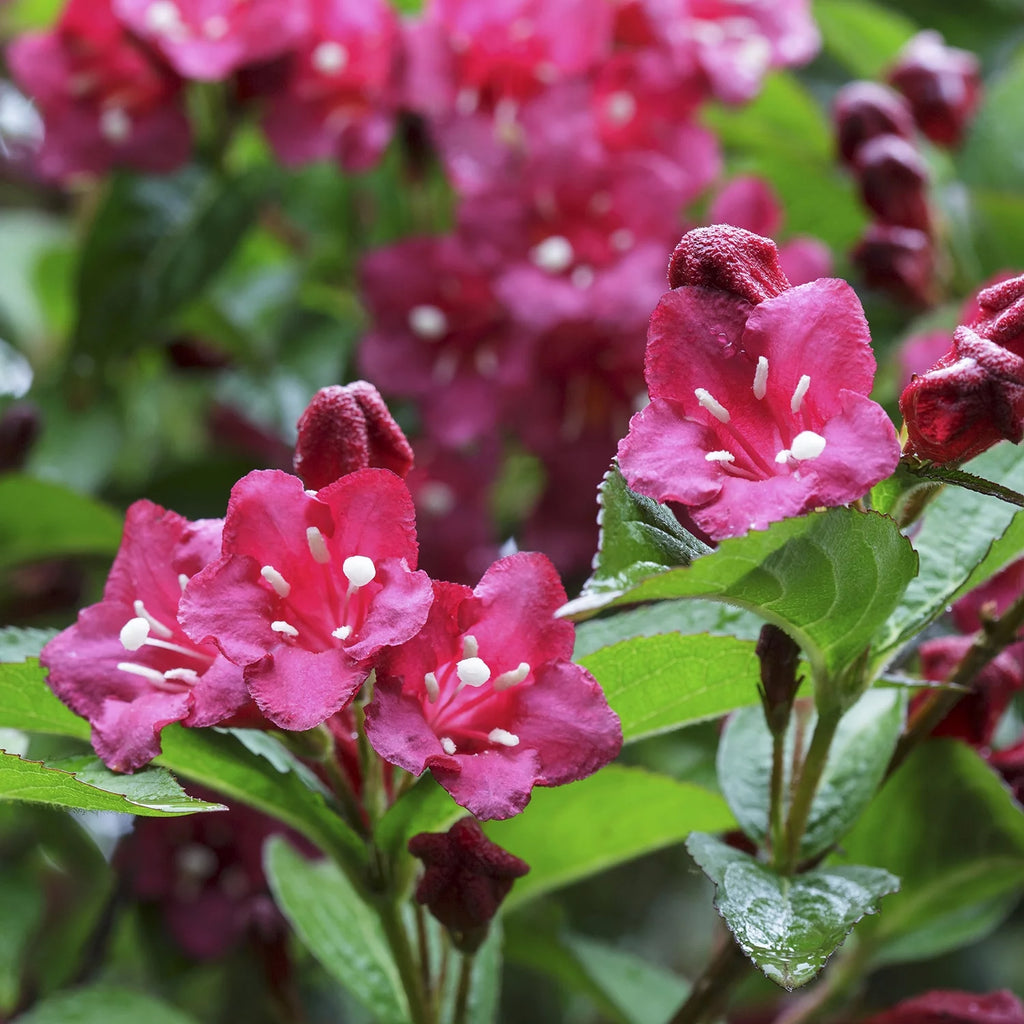 Flowering Shrub in 1 Gallon Pot C7385