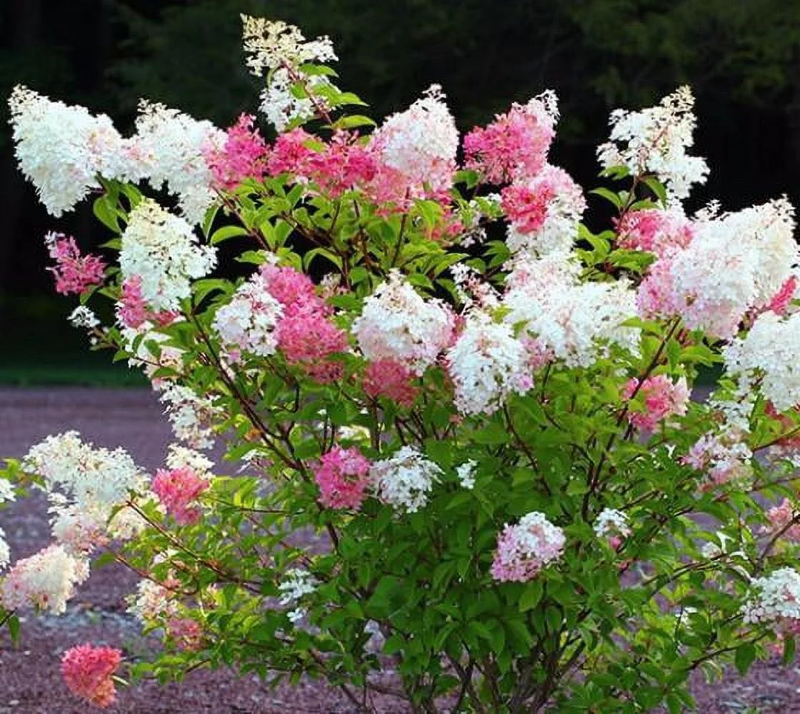 Vanilla Strawberry Panicle Hydrangea - Live Plant - Full Gallon Pot K639