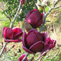2G Magnolia Genie Live Deciduous Tree with Full Sun in Grower Container - 1 Piece