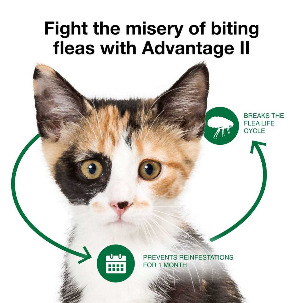 Flea Treatment for Cats B1365