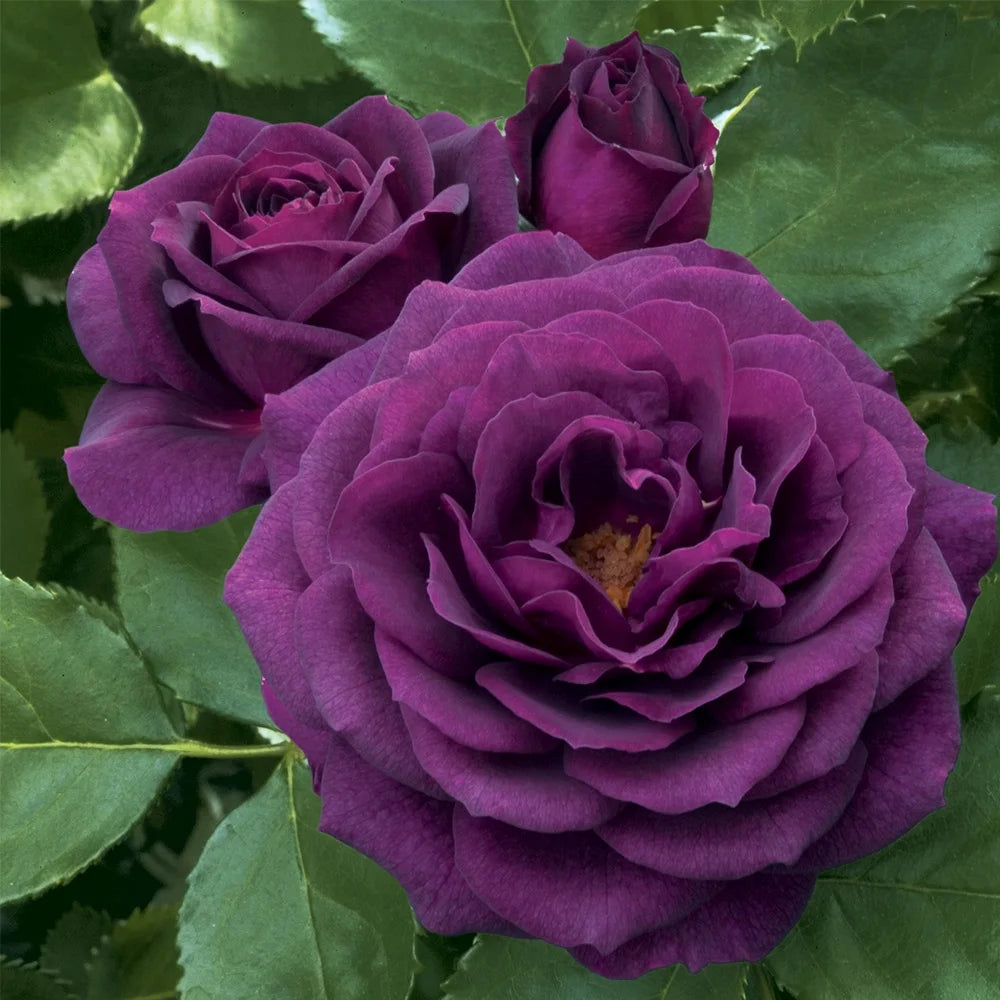 Purple Floribunda Rose Bush, Live Fragrant Potted Plant for Outdoors G2186