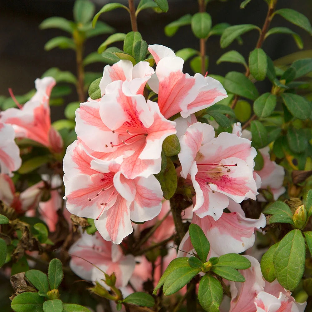 Autumn Starburst Azalea Shrub, White and Pink Blooms, Live Outdoor Plant C723885