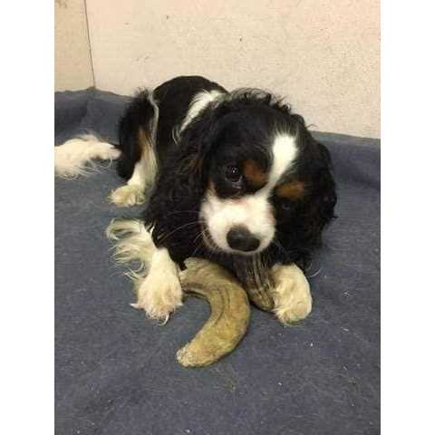 Lamb Horn with Marrow Dog Chew D971