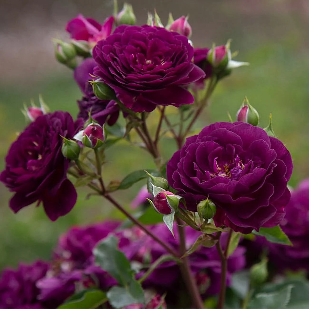Purple Floribunda Rose Bush, Live Fragrant Potted Plant for Outdoors G2186
