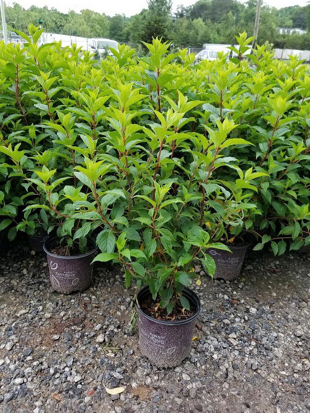 Vanilla Strawberry Panicle Hydrangea - Live Plant - Full Gallon Pot K639