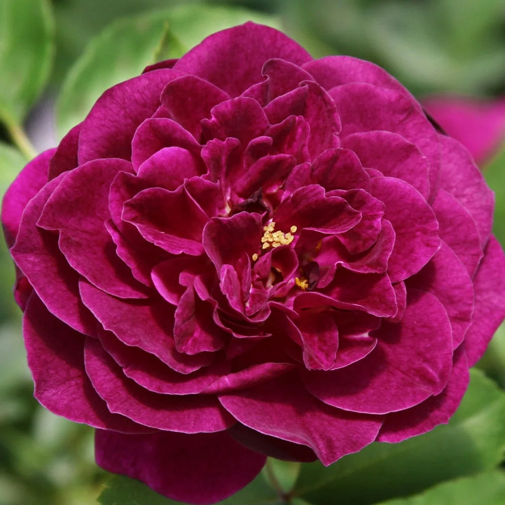 Purple Floribunda Rose Bush, Live Fragrant Potted Plant for Outdoors G2186