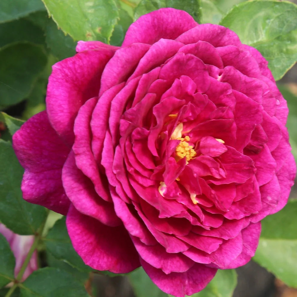 Purple Floribunda Rose Bush, Live Fragrant Potted Plant for Outdoors G2186
