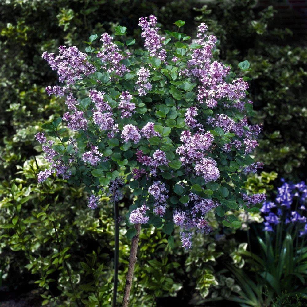 Dwarf Korean Lilac Tree, 5-6 ft. W30400