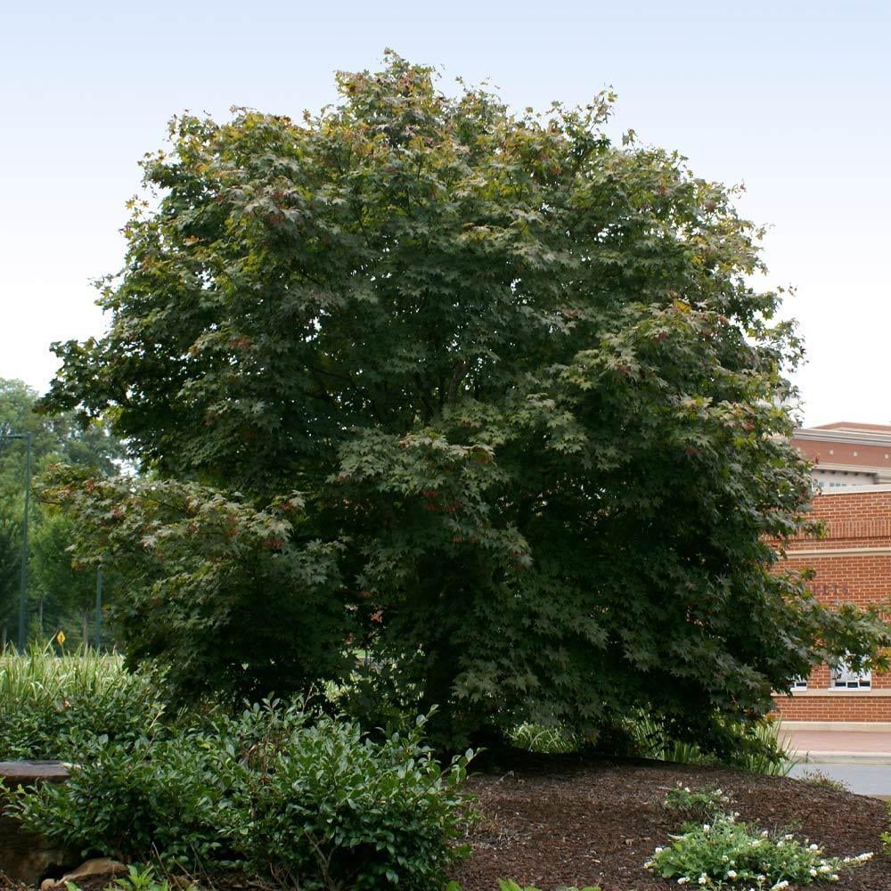 Bloodgood Japanese Maple Tree Red Variety R621