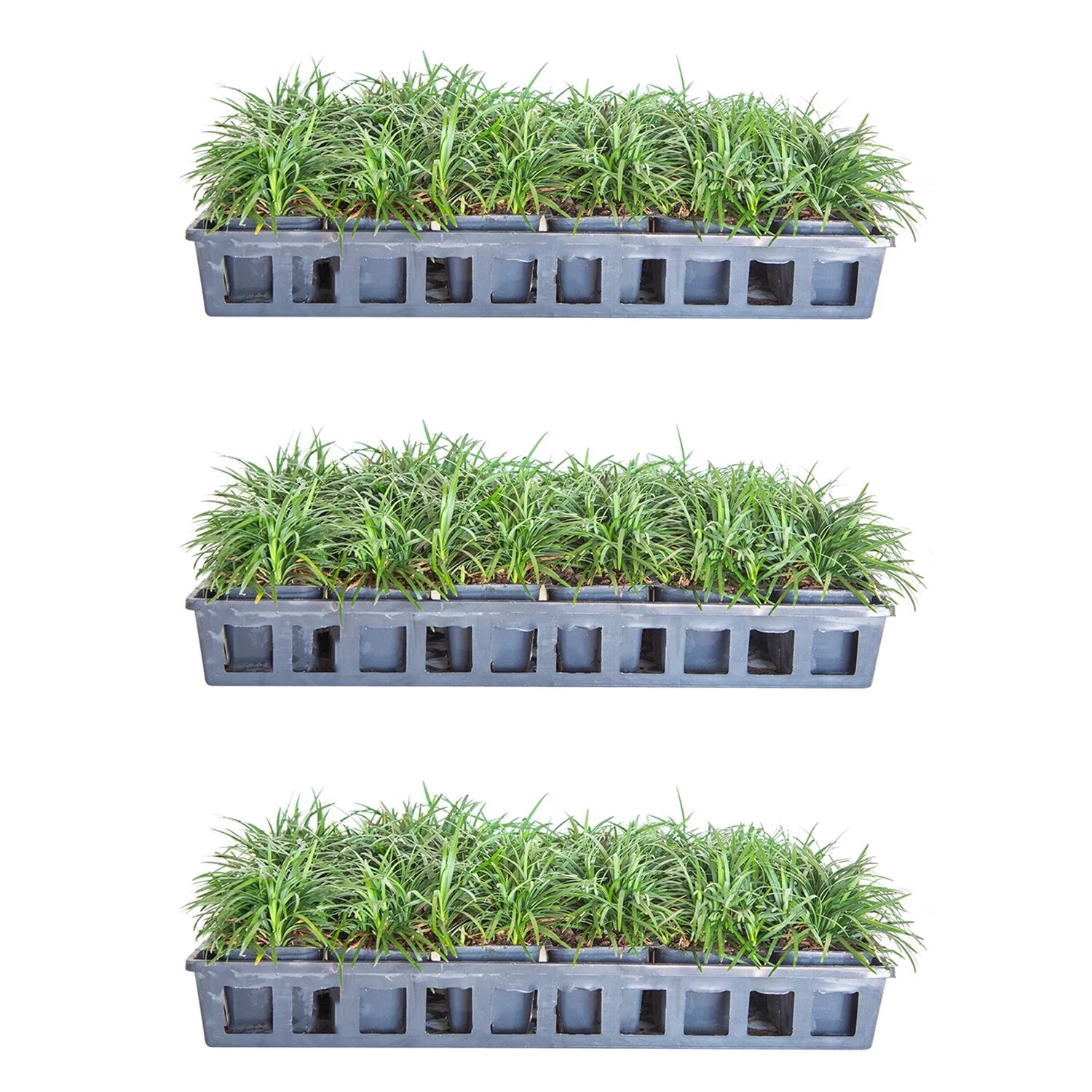 Dwarf Mondo Grass - 54 Pack (3.25 In. Pots) Low-Growing Evergreen Groundcover - Full Sun to Part Sun Live Outdoor Plant