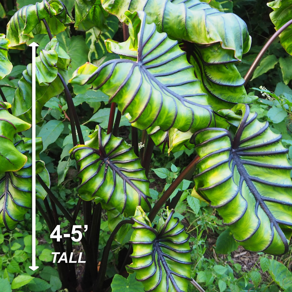 Elephant Ear Bulbs, 7/9 inches (Bag of 1) Q667568