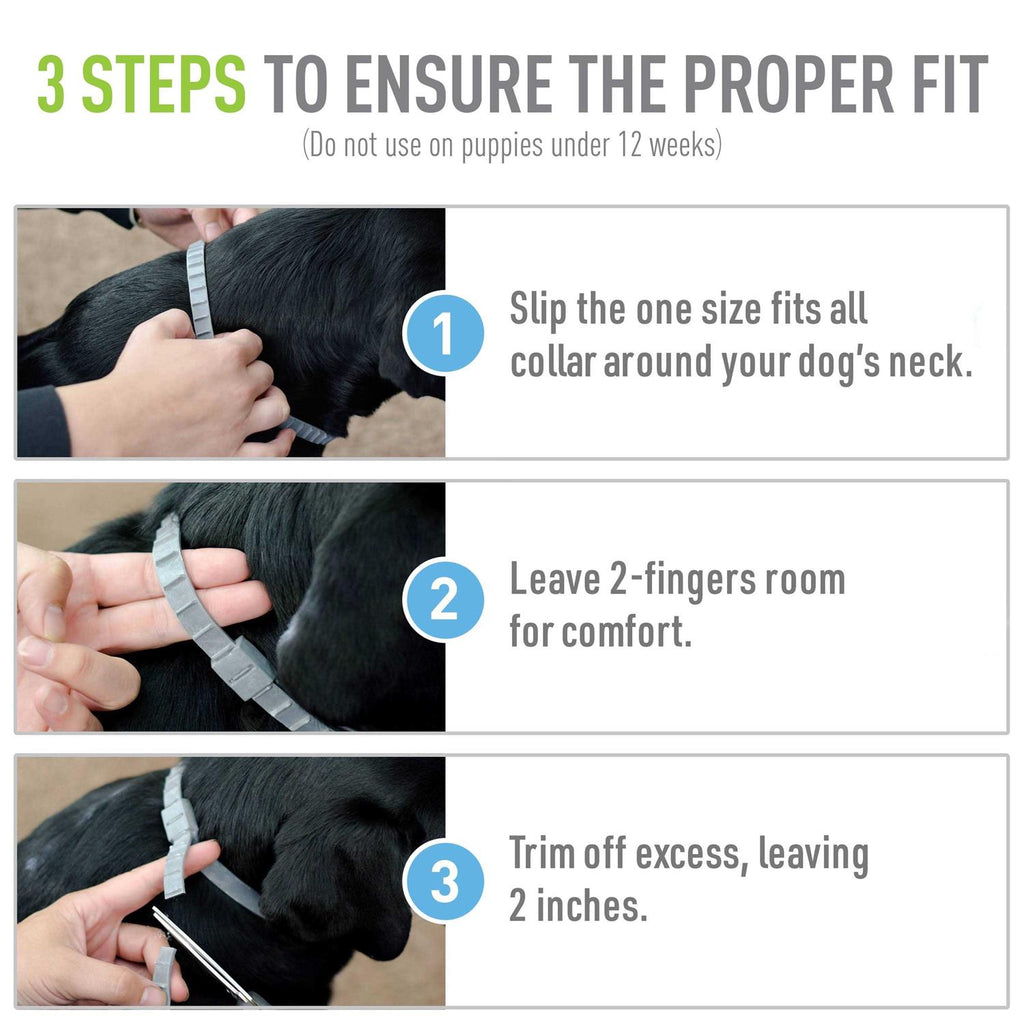 Flea Tick Collar for Dogs Puppies Y484044