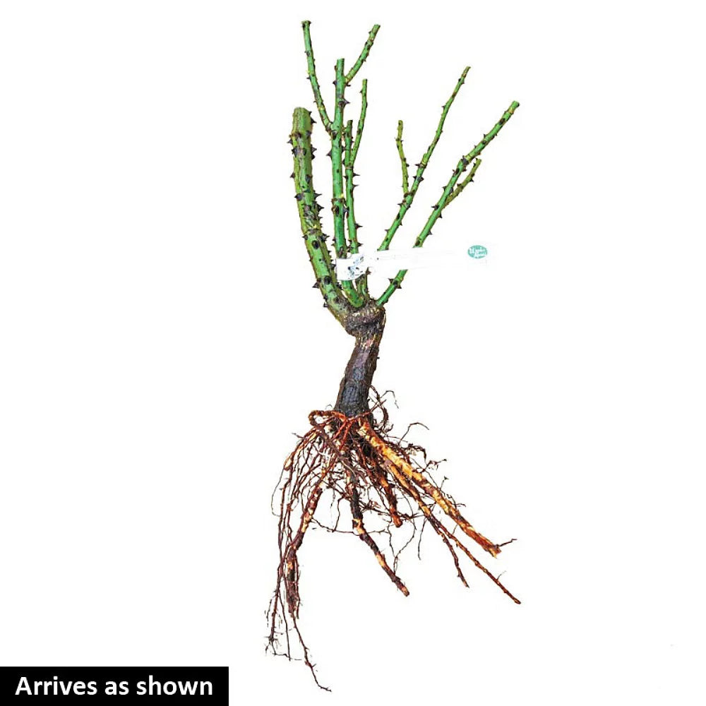 Hybrid Tea Rose Bush, Bare Root E150578