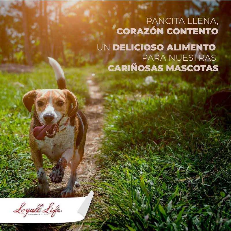 Grain Free Salmon Sweet Potato Dog Food 30 Pounds X850812