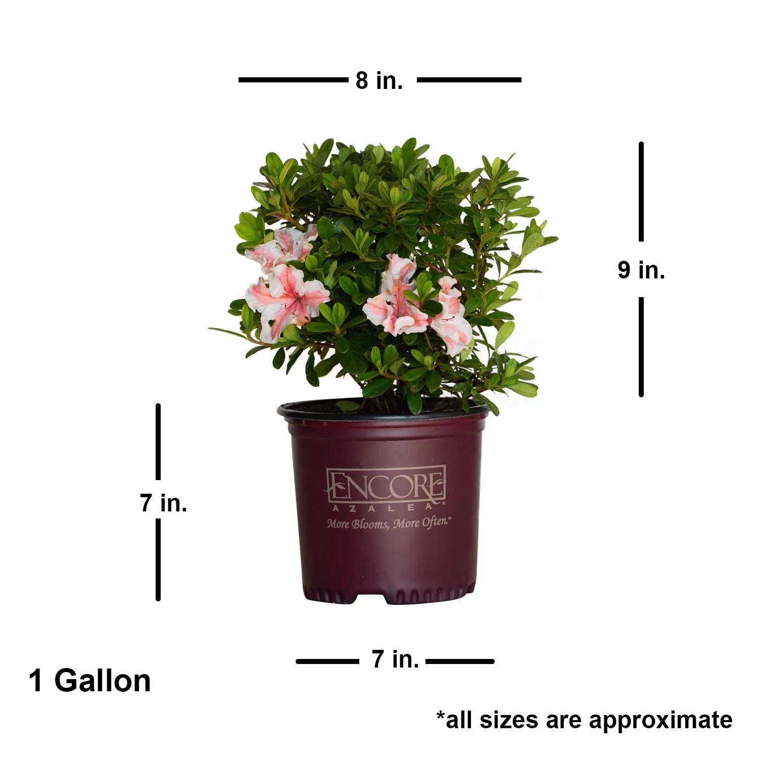 Autumn Starburst Azalea Shrub, White and Pink Blooms, Live Outdoor Plant C723885