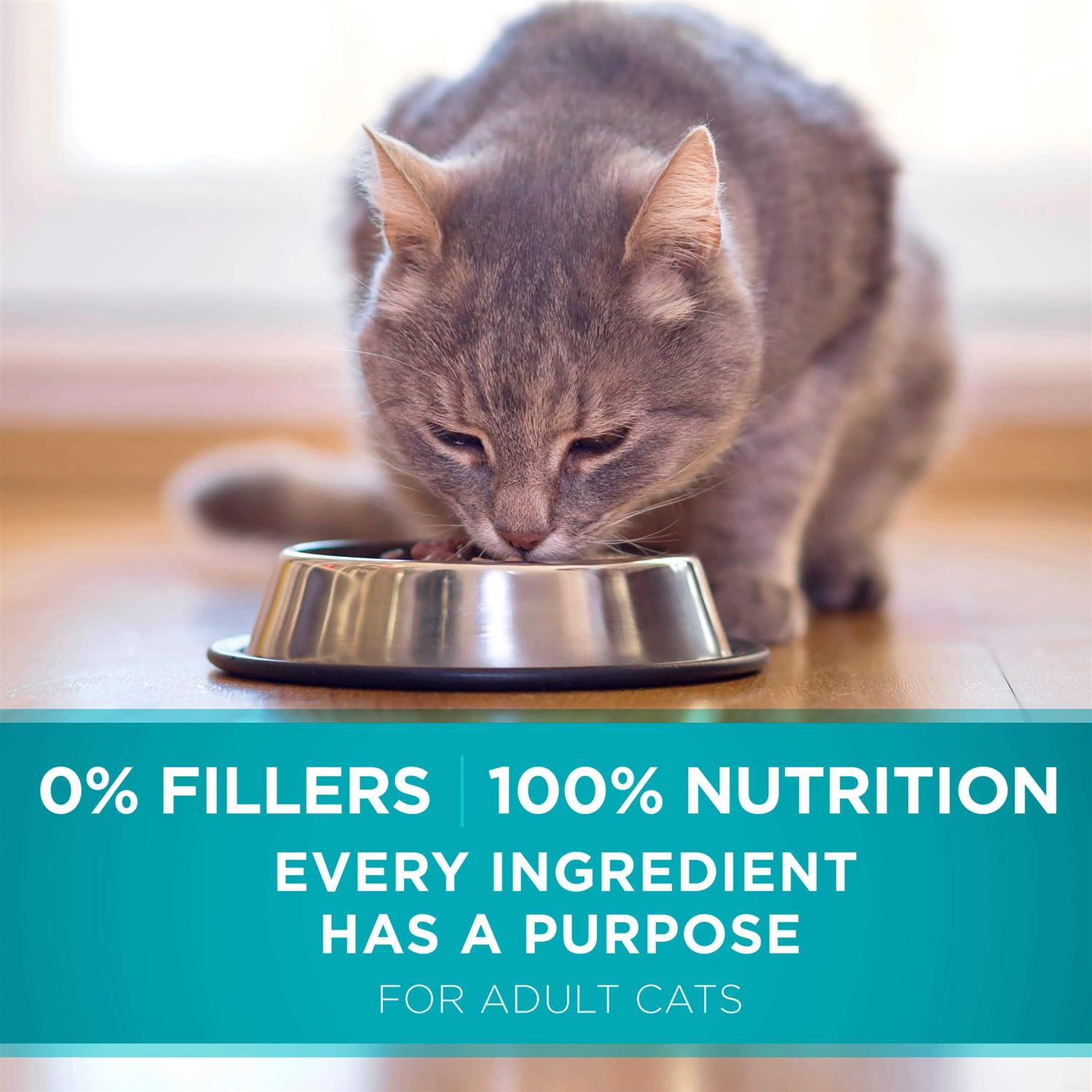 Dry Cat Food for Sensitive Skin & Stomach Y590