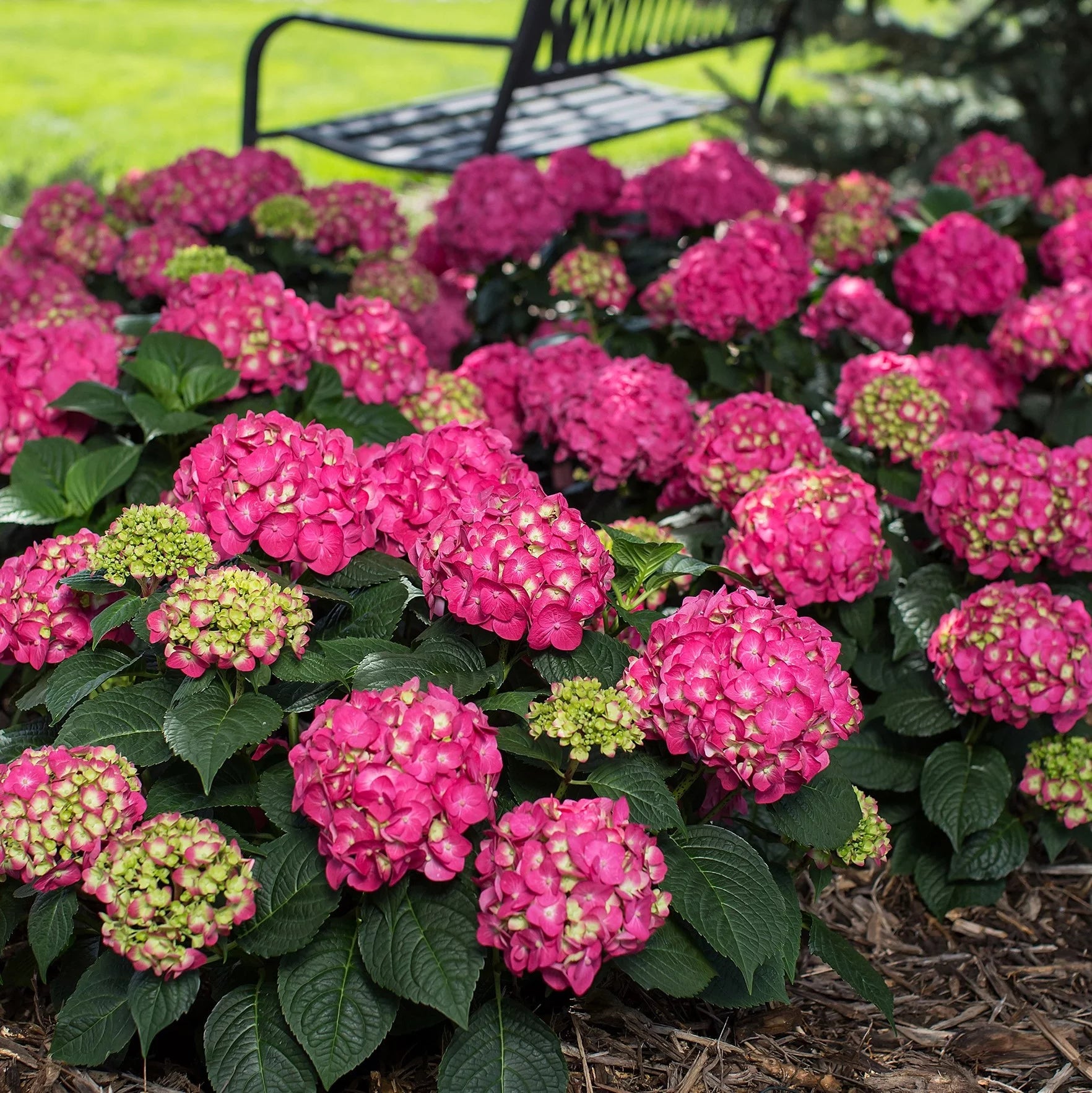 Flowering Hydrangea Shrub (3 Gal) for Part Sun Outdoor Planting E552317