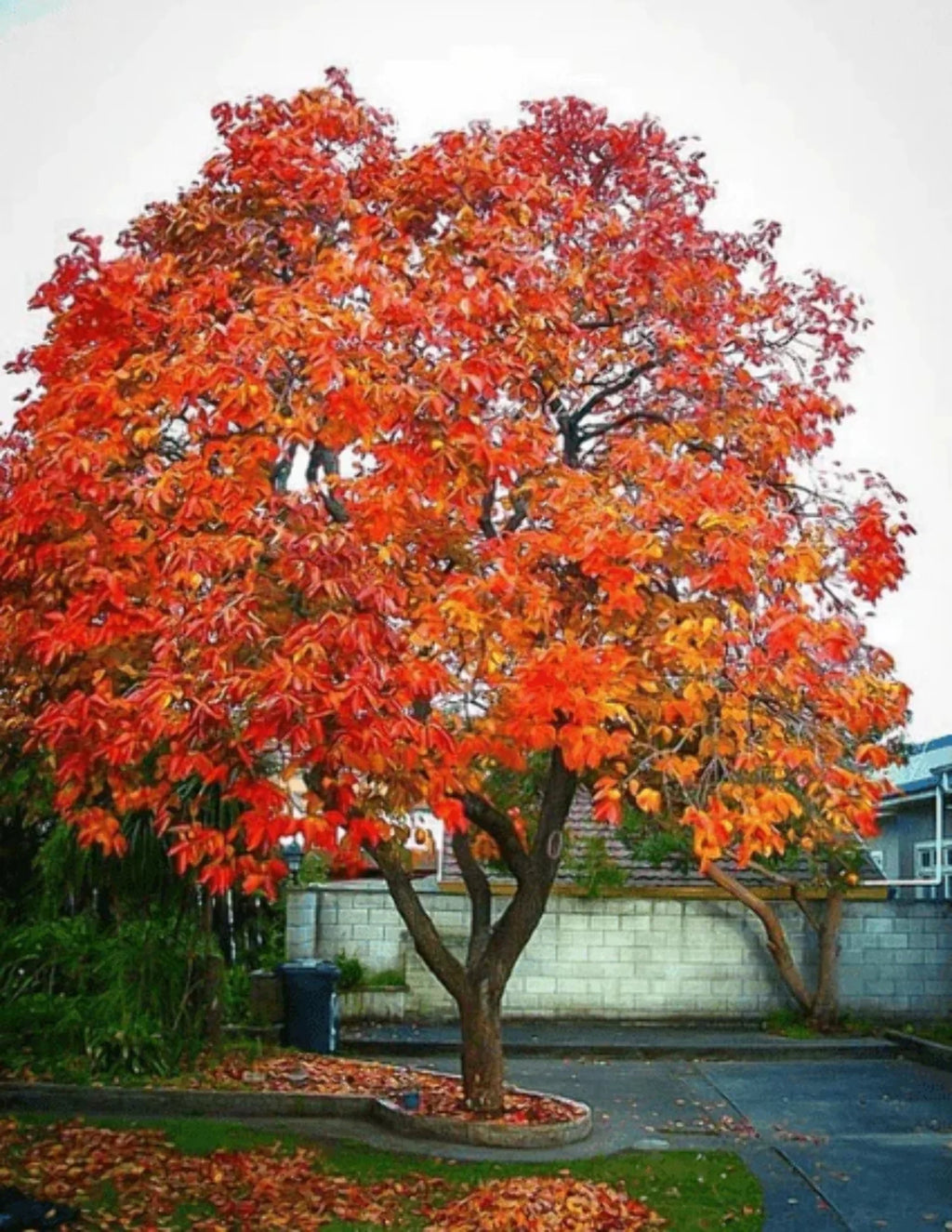 Persimmon Tree Seedling Q861