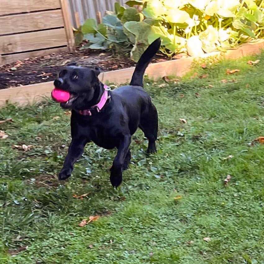 Squeak Toy Ball for Dogs N80474