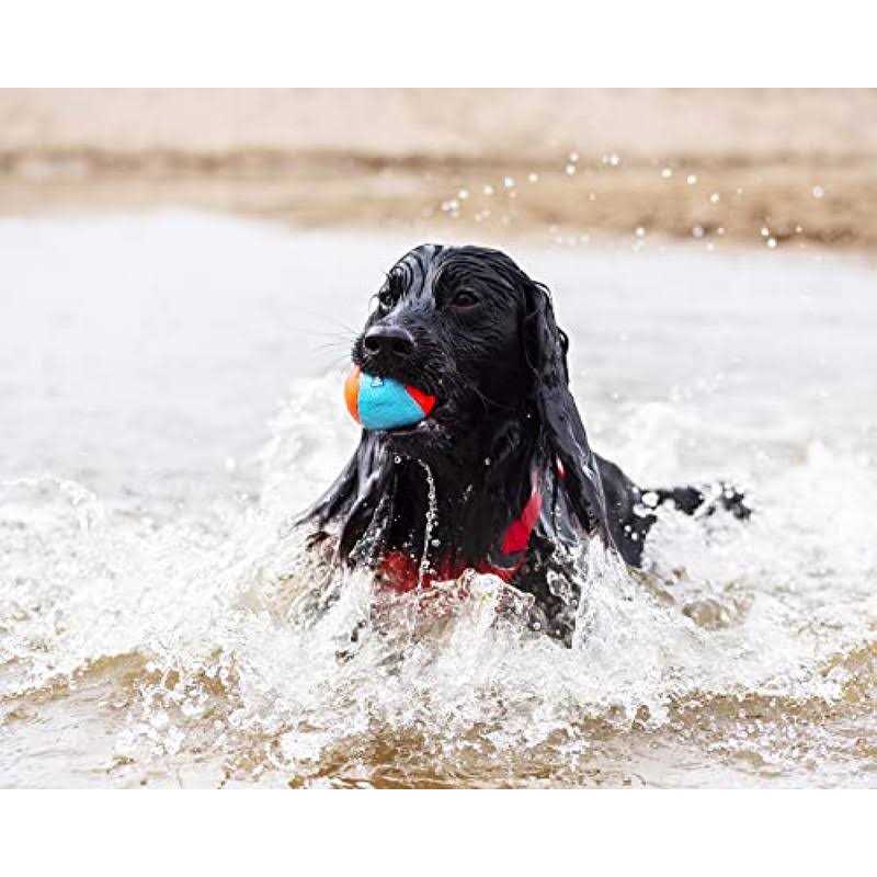 Squeak Ball for Dogs V961229