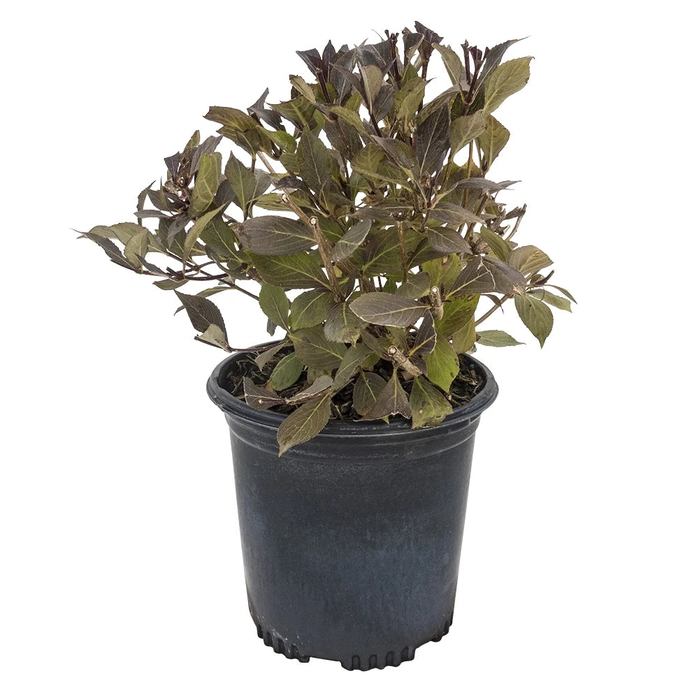 Flowering Shrub in 1 Gallon Pot C7385