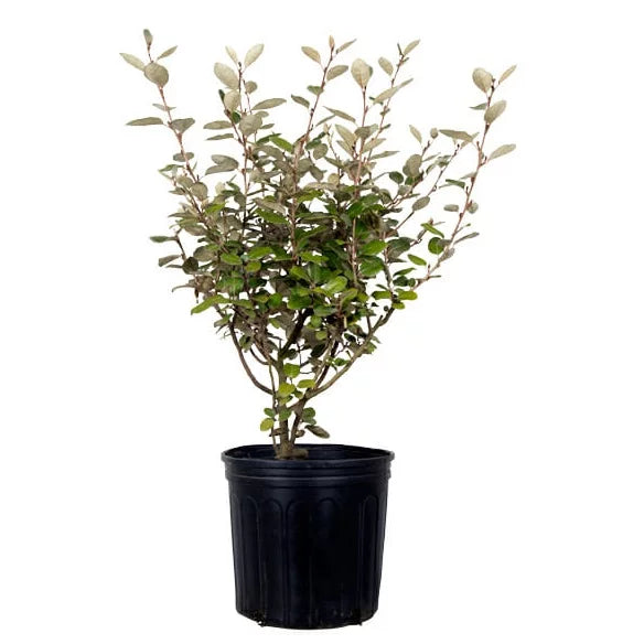 Ebbing's Silverberry (2.5 Gallon) Fragrant White Flowers in Fall C216