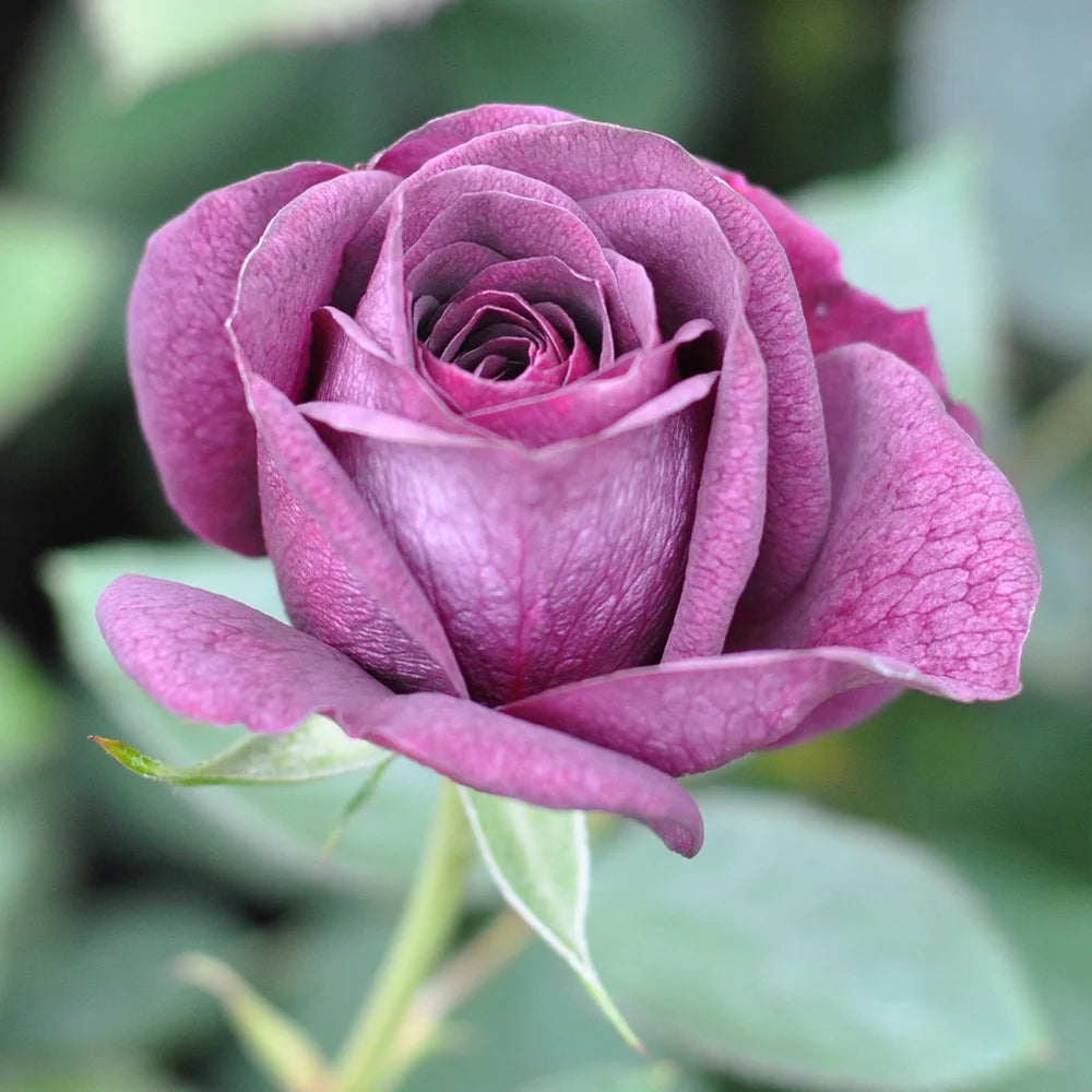 Purple Floribunda Rose Bush, Live Fragrant Potted Plant for Outdoors G2186