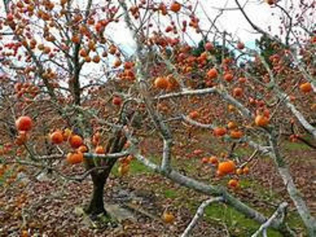 Persimmon Tree Seedling Q861