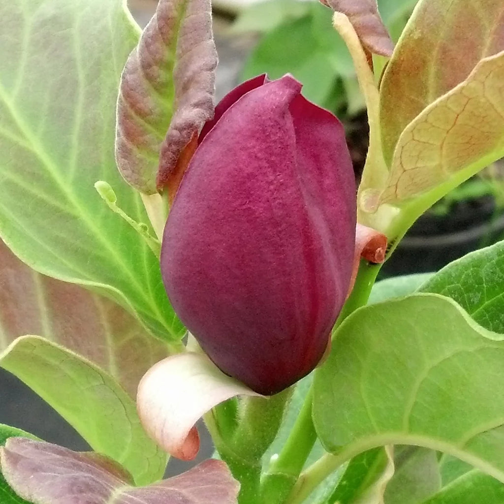 Magnolia Live Tree in Grower Container Z78802
