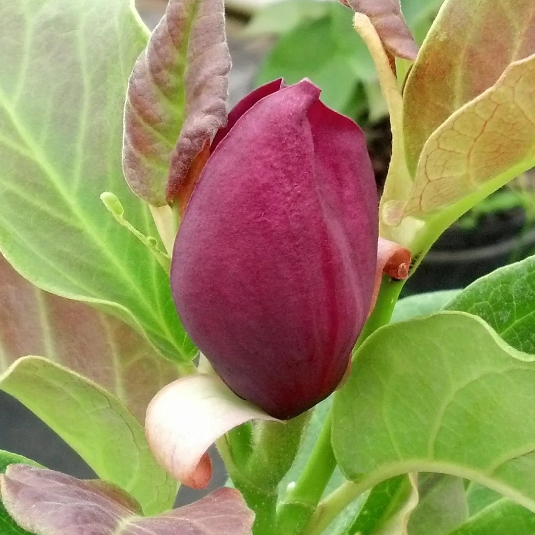Magnolia Live Tree in Grower Container Z78802