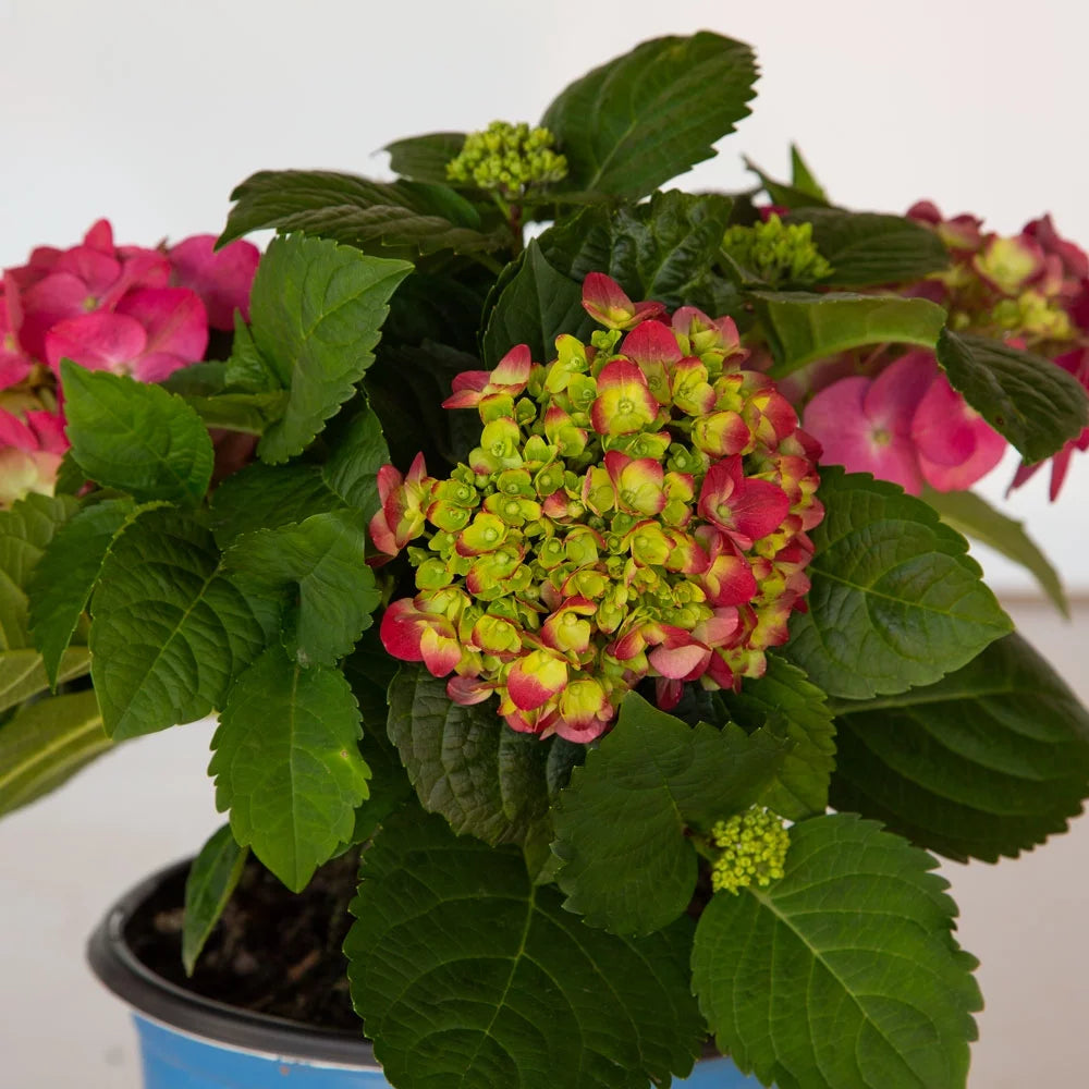 Flowering Hydrangea Shrub (3 Gal) for Part Sun Outdoor Planting E552317