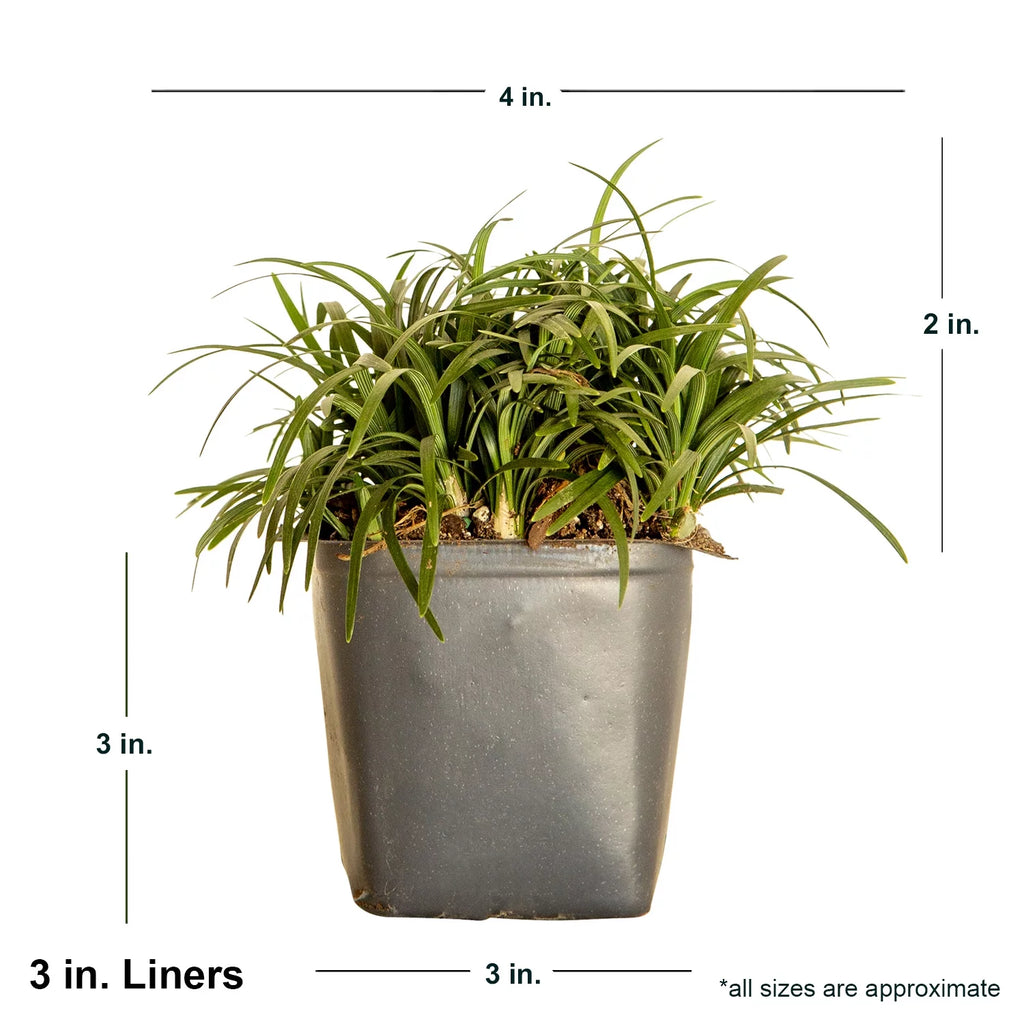 Dwarf Mondo Grass Live Outdoor Plant, 54 Pack, Evergreen Groundcover S686906