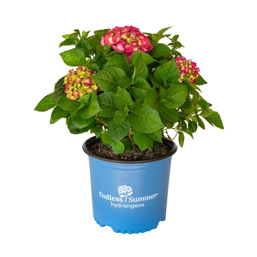Summer Crush Endless Summer Hydrangea (3 Gal) Flowering Shrub - Part Sun Outdoor Plant