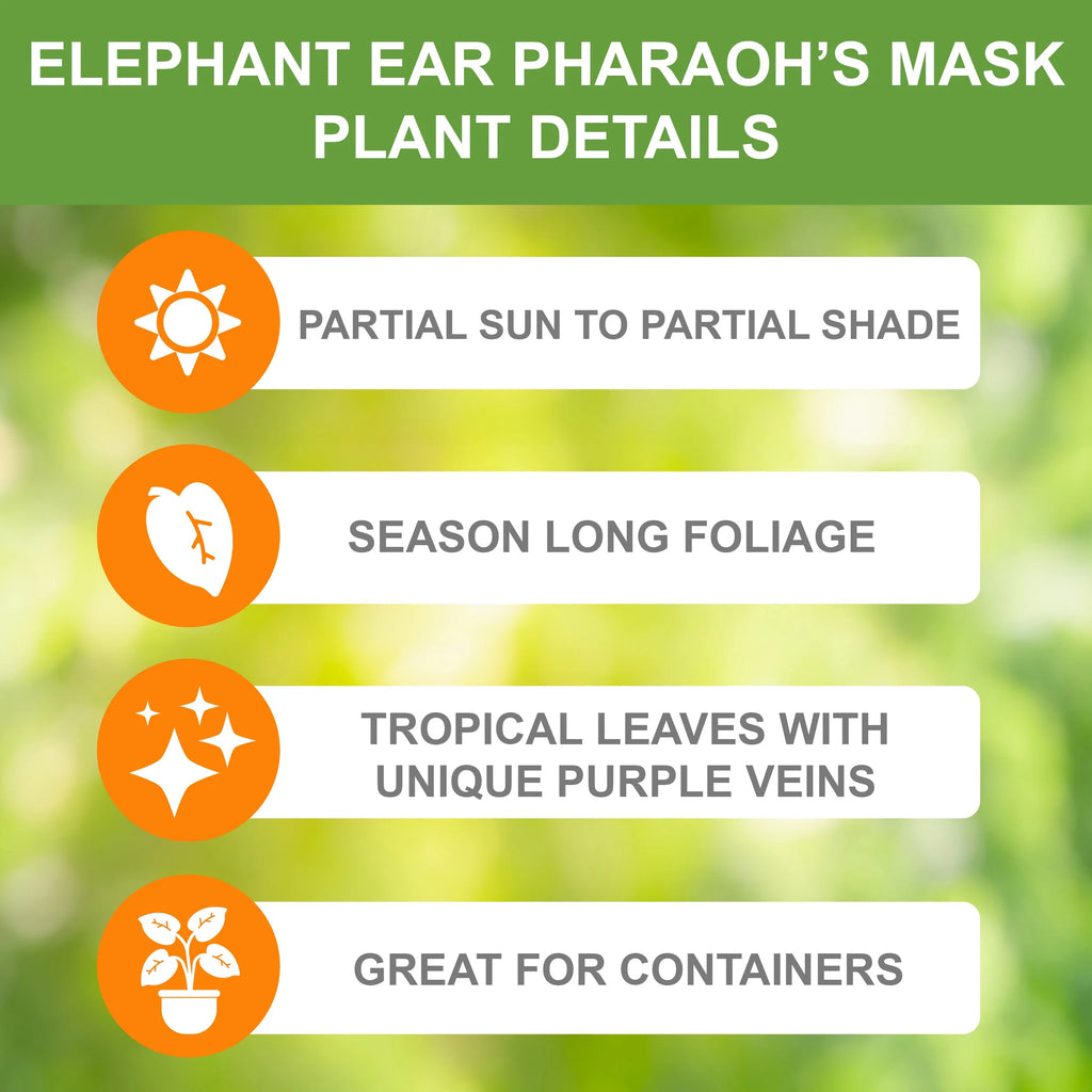 Elephant Ear Bulbs, 7/9 inches (Bag of 1) Q667568