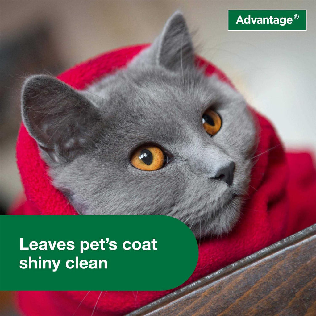 Flea & Tick Treatment Shampoo for Cats & Kittens K4250