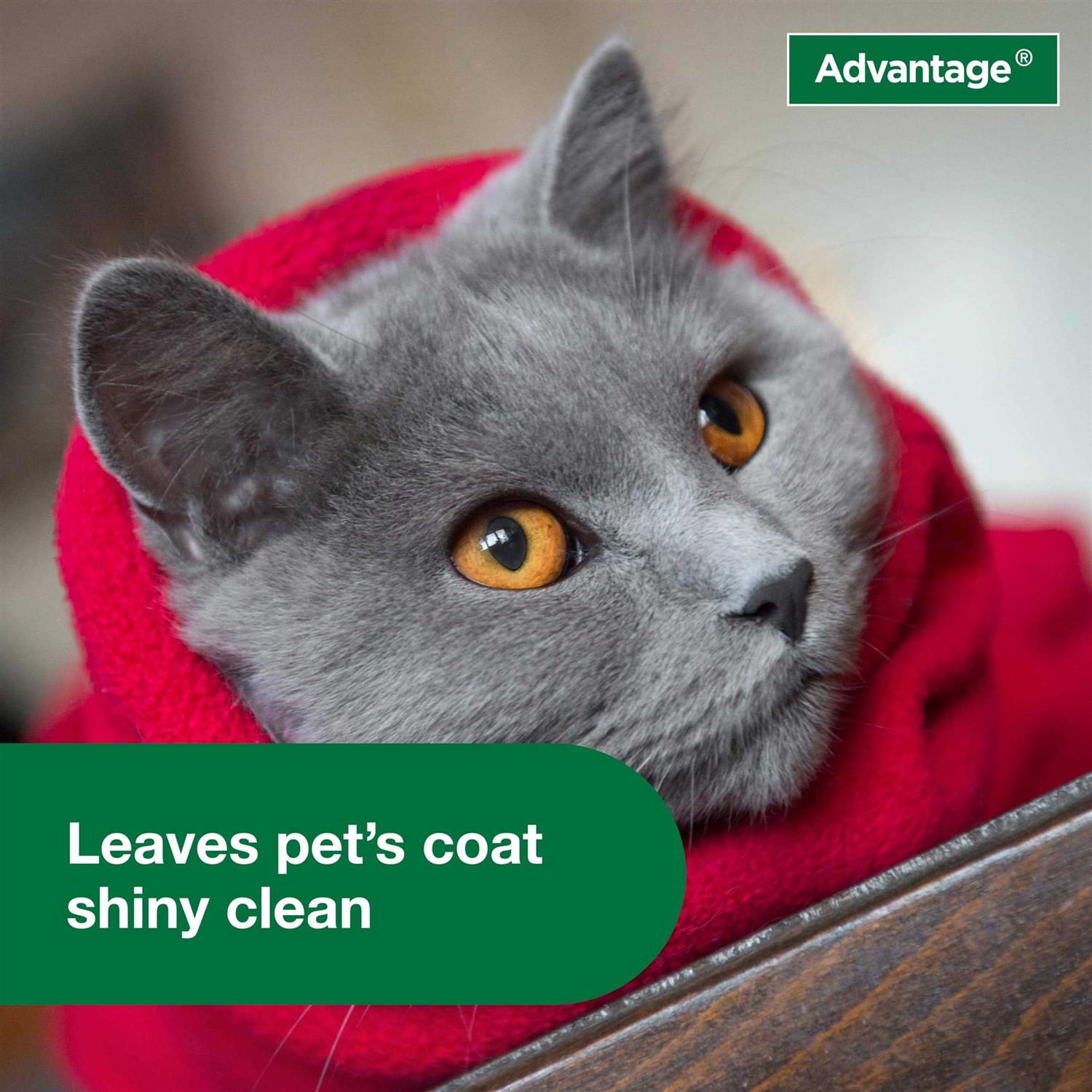 Flea & Tick Treatment Shampoo for Cats & Kittens K4250