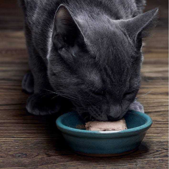 Wet Kitten Food Pate Q7330