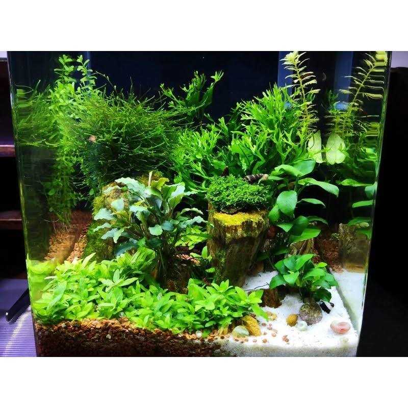 Shrimp Food for Aquarium Pets X44438